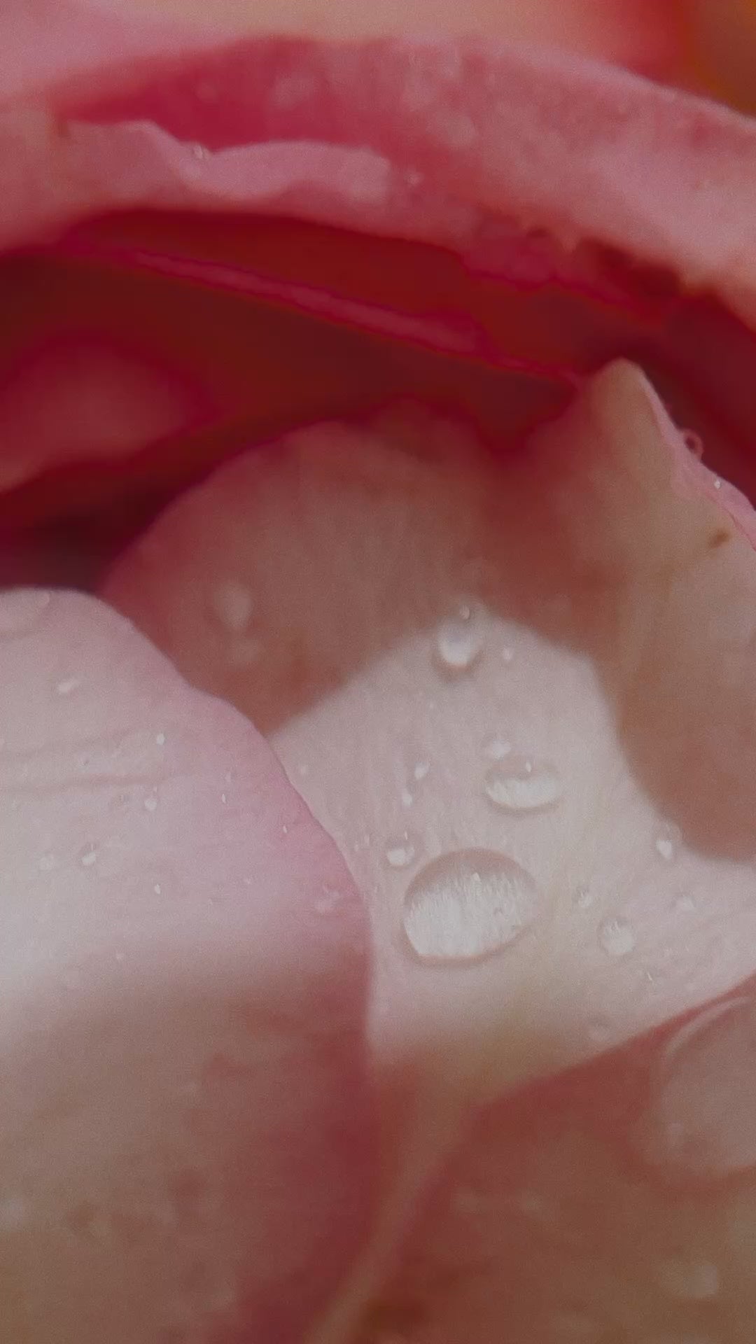 Rose & Calendula Whipped Tallow Balm (Lightly Scented with Flowers)